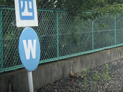 カルガモ3.jpeg
